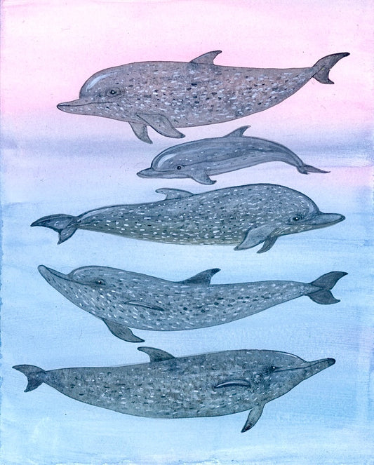 Naturalist Studies: Dolphins with Melanie Lan