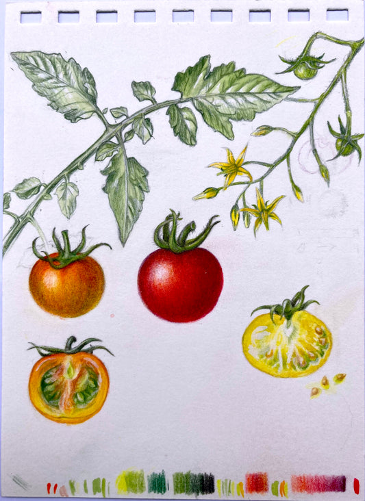 Botanical Drawing: 3D Illusion (Cherry Tomatoes) with Sam McWilliams