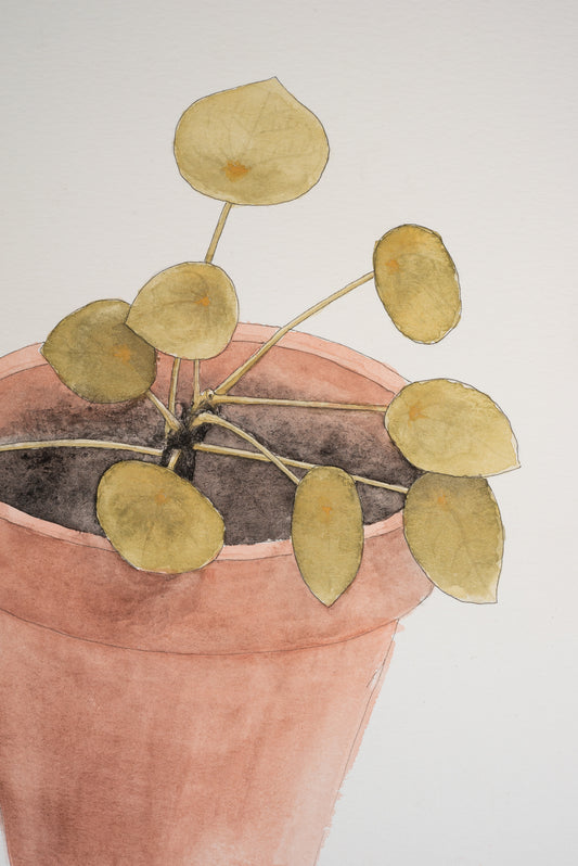 House Plant Portraits with Sam Galison