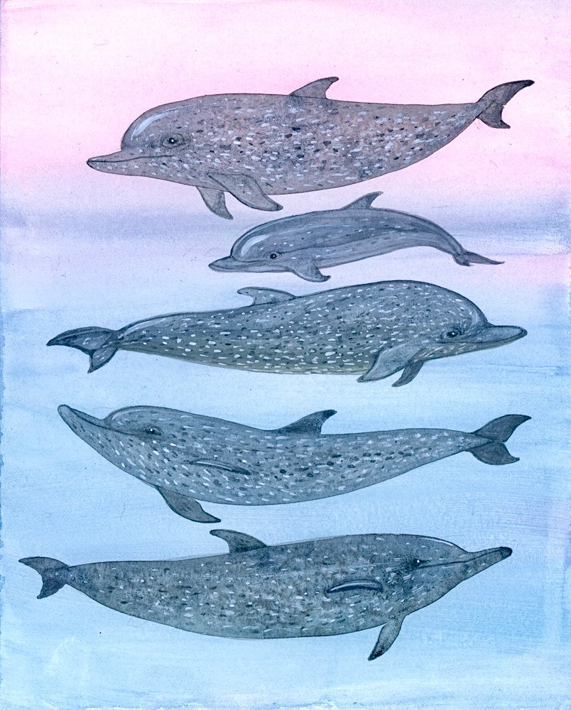 Naturalist Studies: Dolphins with Melanie Lan