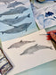 Naturalist Studies: Dolphins with Melanie Lan