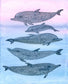 Naturalist Studies: Dolphins with Melanie Lan