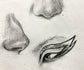 Fundamentals of Drawing Facial Features with Serena Cole