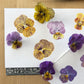 New! Painting Pansies with Sophie Tivona