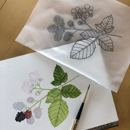 Intro to Botanical Illustration with Sophie Tivona
