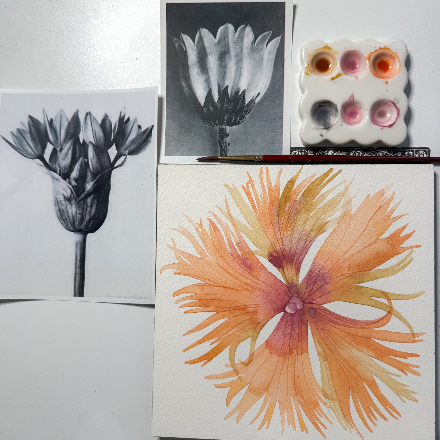 Watercolor Flora - Karl Blossfeldt with Claire Wilson-Oghedo