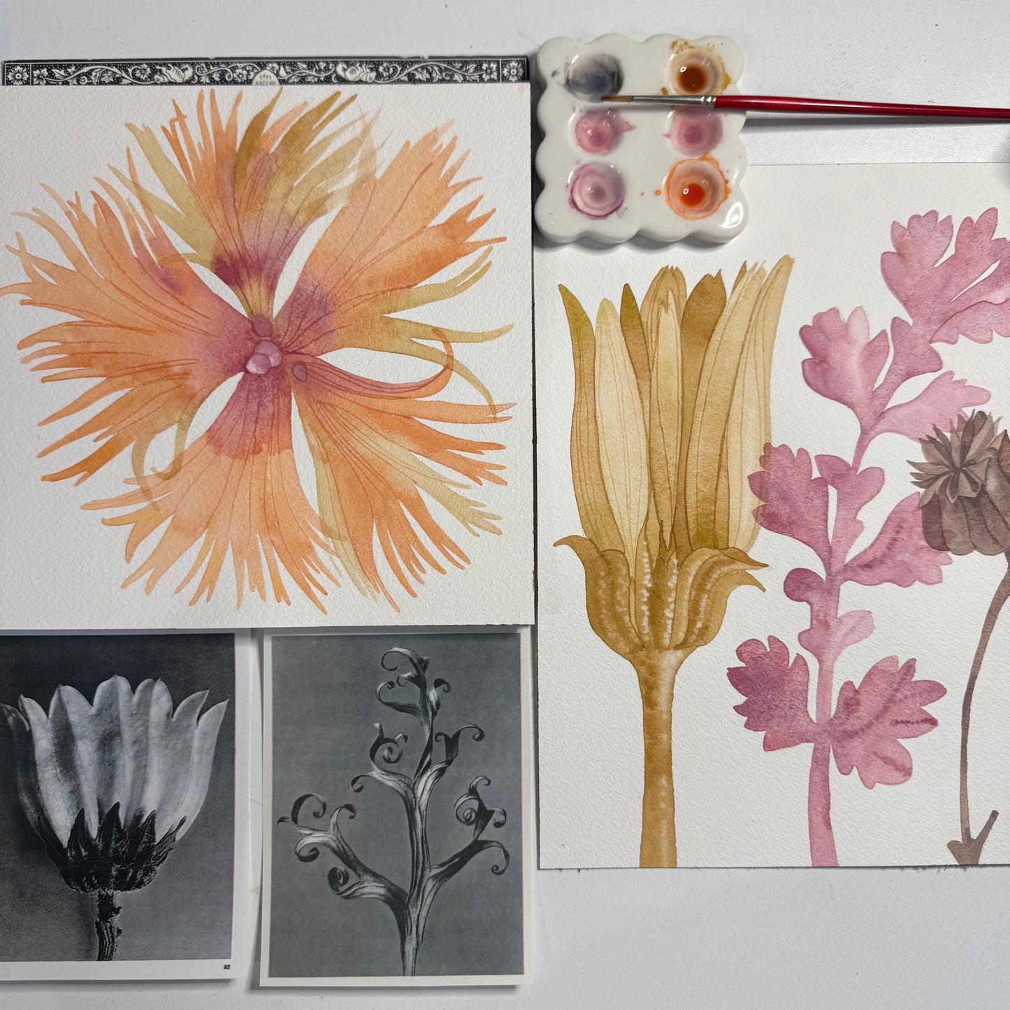 Watercolor Flora - Karl Blossfeldt with Claire Wilson-Oghedo