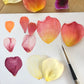 Painting Petals with Sophie Tivona