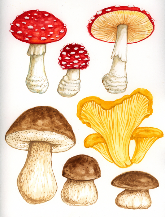 Fantastic Fungi with Melanie Lan