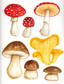Fantastic Fungi with Melanie Lan