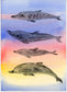 Naturalist Studies: Dolphins with Melanie Lan