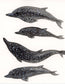 Naturalist Studies: Dolphins with Melanie Lan