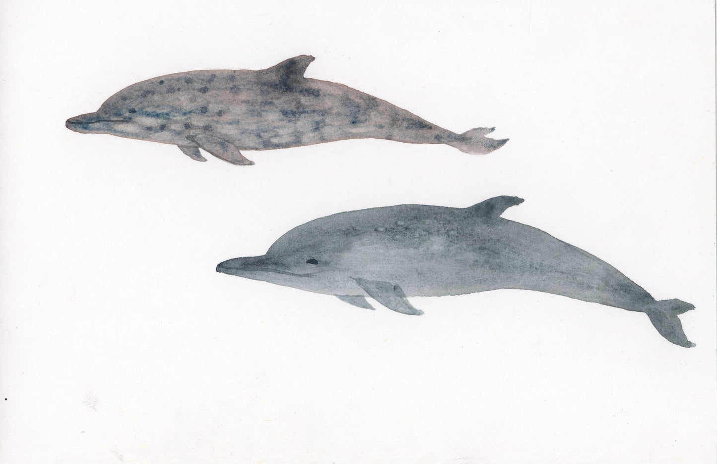 Naturalist Studies: Dolphins with Melanie Lan