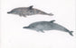 Naturalist Studies: Dolphins with Melanie Lan