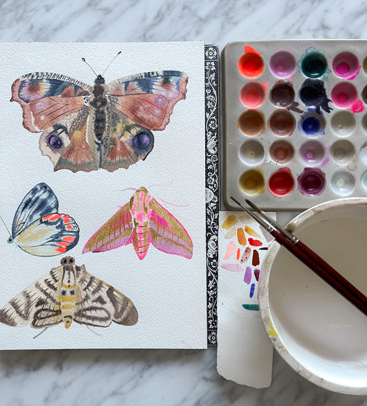 Fluid Fauna: Butterflies and Moths with Claire Wilson
