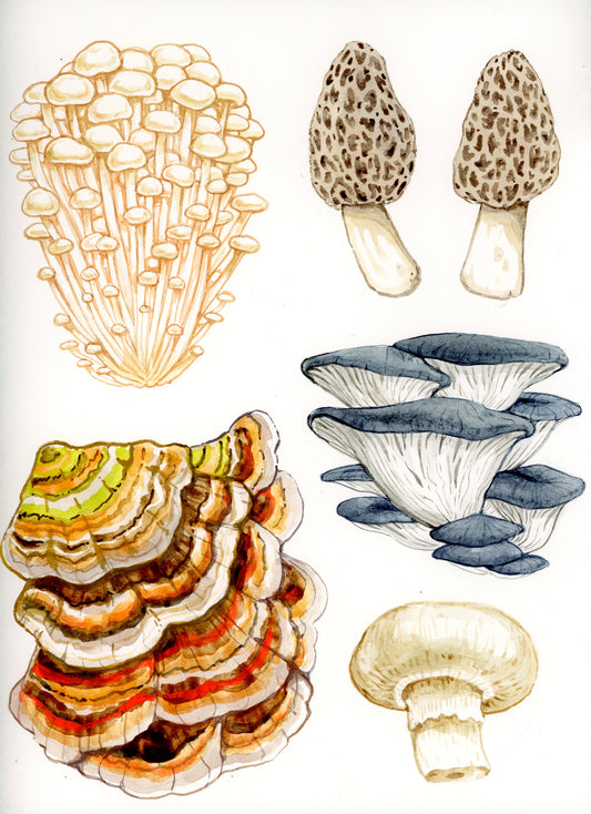Fantastic Fungi with Melanie Lan